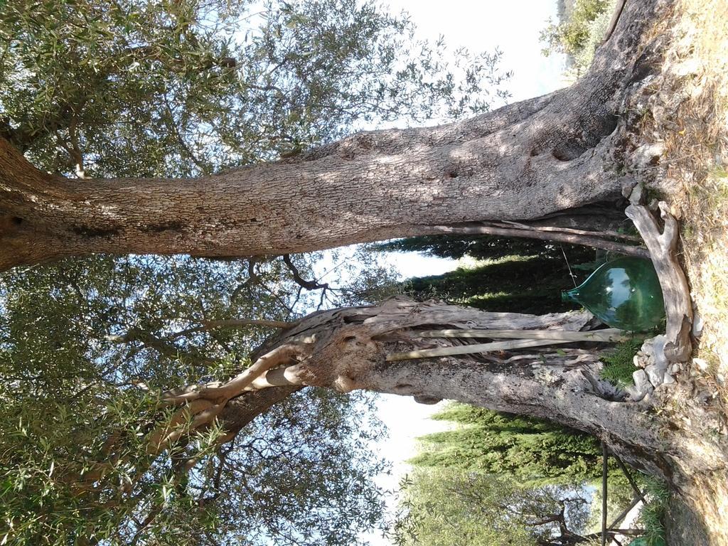 Agrestis Domus Konuk evi San Giovanni a Piro Dış mekan fotoğraf